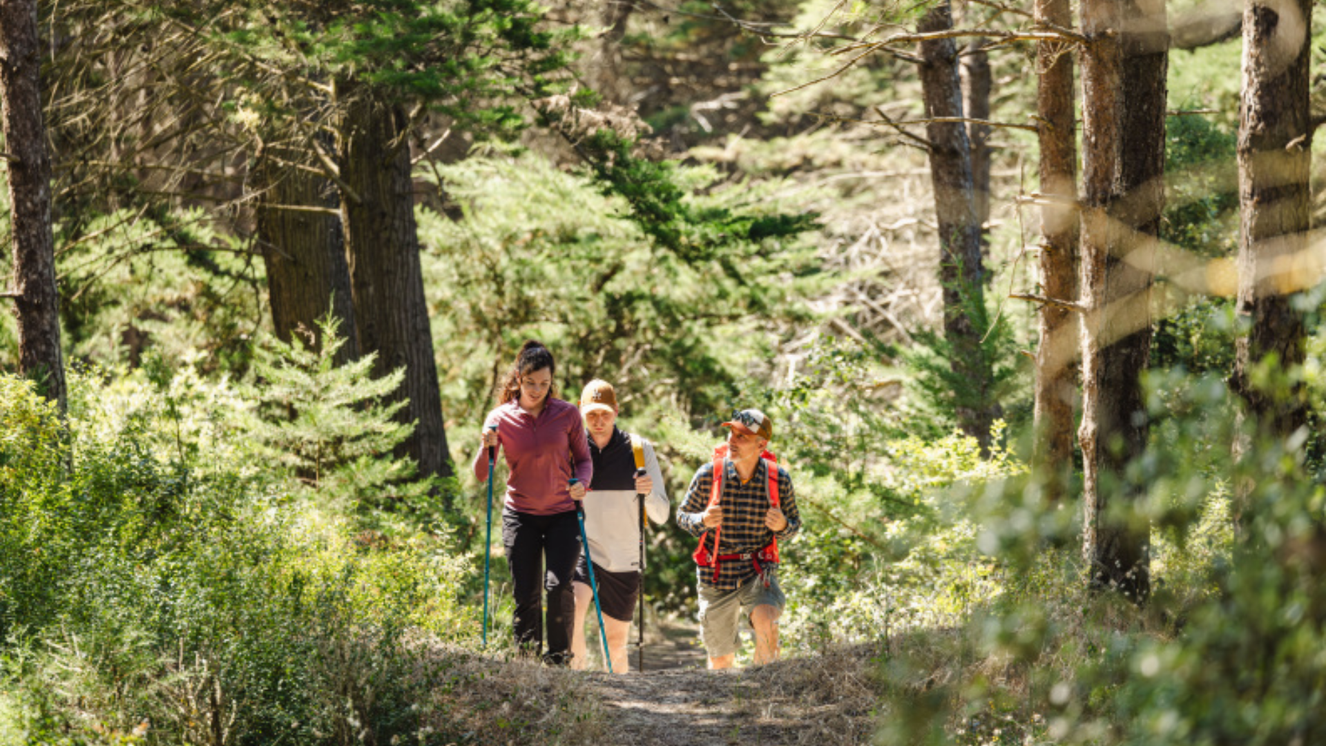 Foret et sentier Bois Soret Notre Dame de Monts (11)